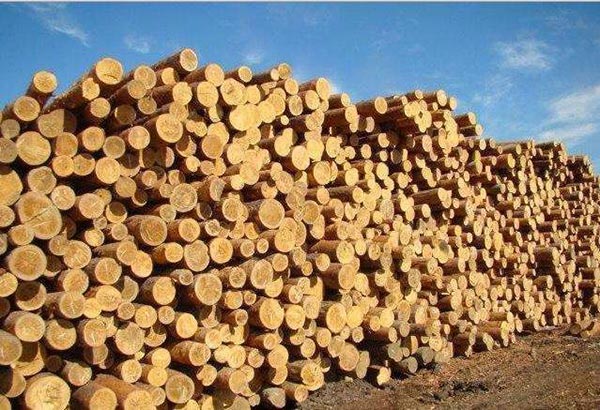 湖(hú)南(nán)壹木(mù)家(jiā)居有(yǒu)限公司,生(shēng)态木(mù)飾面闆材,湖(hú)南(nán)科(kē)技(jì)木(mù)飾面闆材